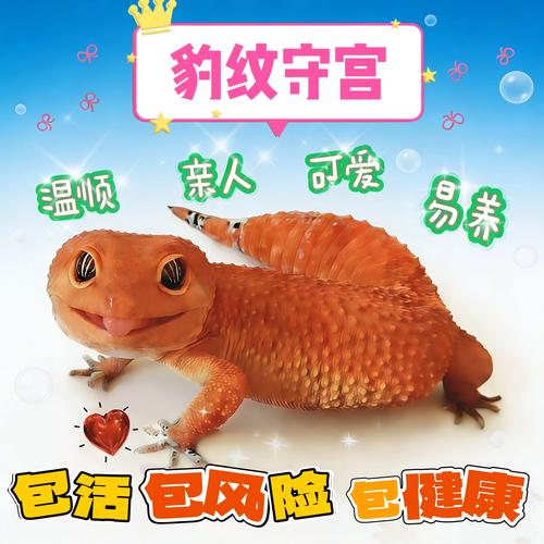 新手养蜥蜴，选这4种最简单！（适合新手养的蜥蜴品种）