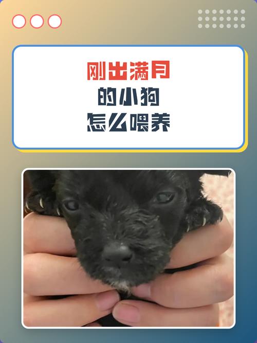 奶粉温度40度，定时定量，40天渐加粮（刚满月的狗狗怎么喂养）