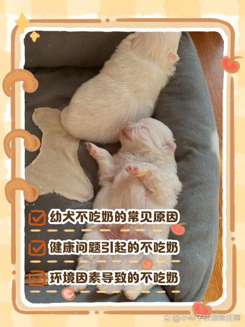 小狗吃奶次数减少到断奶（小狗出生多少天吃奶次数会减少）