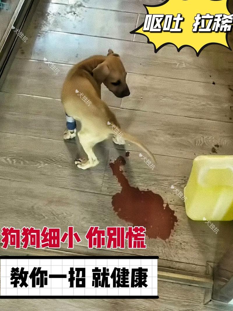 呕吐腹泻发烧？快打疫苗！（狗狗翻肠子的6个征兆）