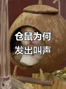 仓鼠噗呲叫什么原因？（仓鼠为什么会呲呲叫）