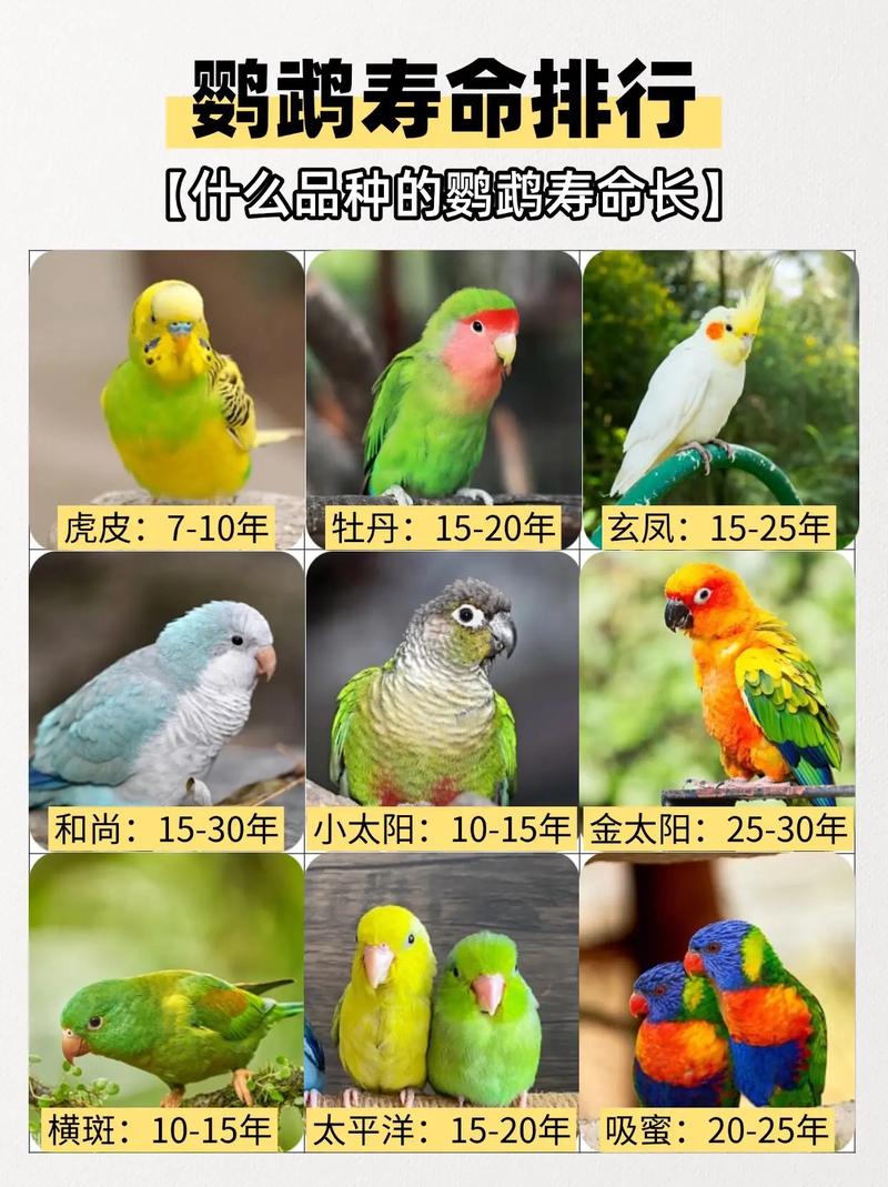 非洲灰鹦鹉学说话快，训练加激励很重要！（鹦鹉多久会说话）