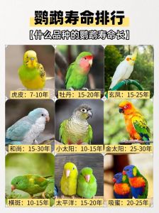 非洲灰鹦鹉学说话快，训练加激励很重要！（鹦鹉多久会说话）