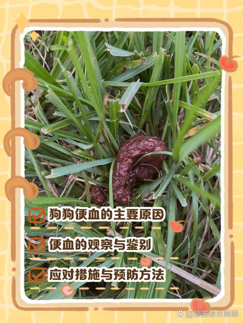 泰迪尿血？快查泌尿系统！（泰迪狗尿完后滴血）