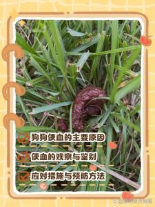 泰迪尿血？快查泌尿系统！（泰迪狗尿完后滴血）