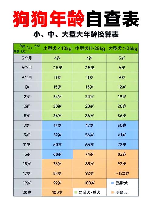 狗狗13个月等于人类28岁？速看成长对照表！（小狗13个月相当于）