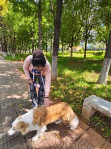 狗狗敏感部位勿乱摸，读懂肢体语言是关键（摸狗尾巴）