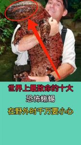 印尼凶猛国宝巨蜥（比较凶猛好看能吃人的蜥蜴）