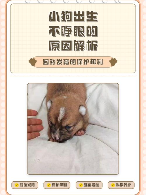 小狗十五天不睁眼怎么办？（小狗十五天不睁眼怎么处理）