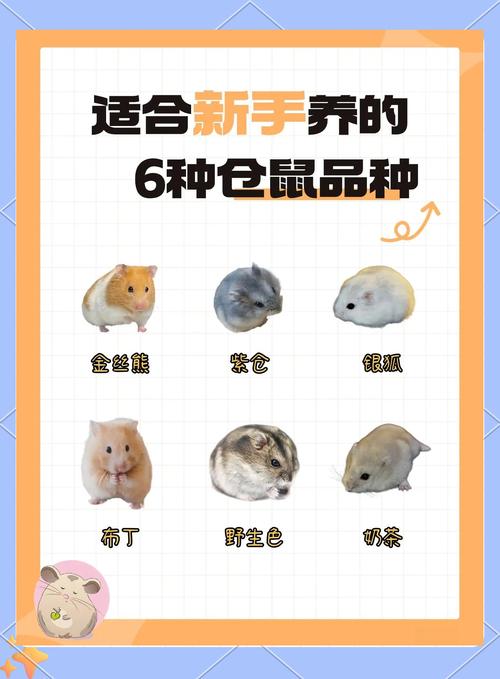 选大笼，垫厚垫，专用粮，勤消毒，防独居！（养仓鼠新手入门必知）