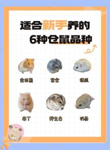 选大笼，垫厚垫，专用粮，勤消毒，防独居！（养仓鼠新手入门必知）
