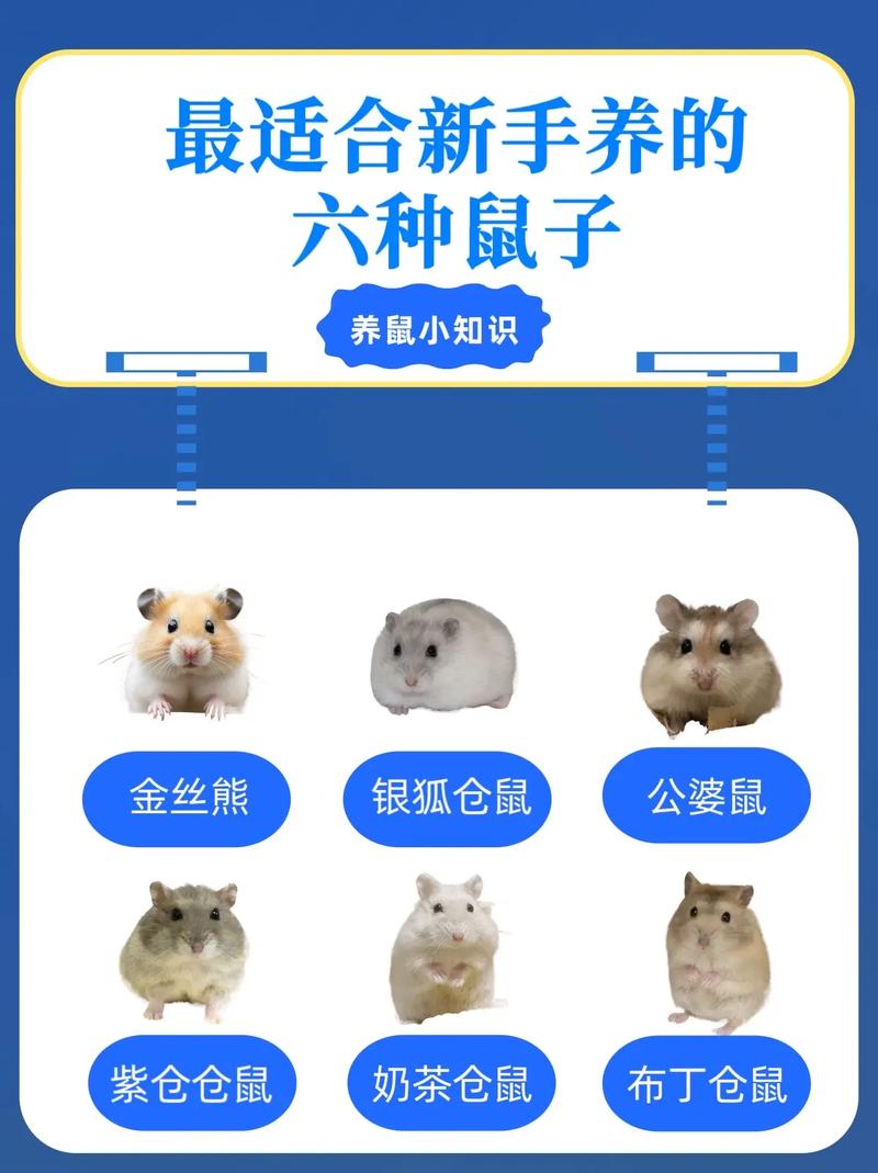 大笼子跑轮，科学喂食，避免合笼，观察健康（怎么样养仓鼠）