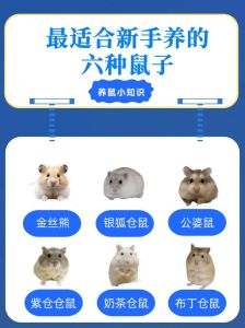 大笼子跑轮，科学喂食，避免合笼，观察健康（怎么样养仓鼠）