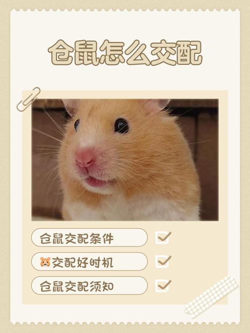 耐心养仓鼠，让它变亲人（小仓鼠怎样养更亲人）