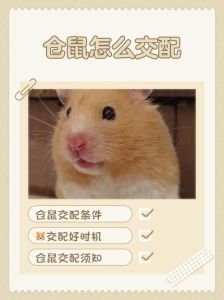 耐心养仓鼠，让它变亲人（小仓鼠怎样养更亲人）