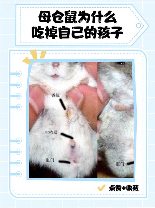 萌宠缓解压力（小仓鼠为什么那么可爱）