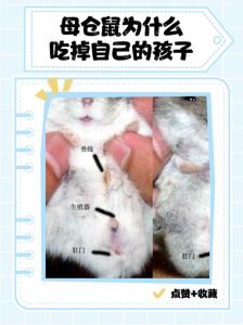 萌宠缓解压力（小仓鼠为什么那么可爱）