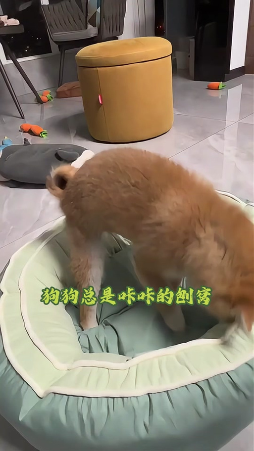 狗狗刨窝是天性，可能是想更舒适（狗为什么要刨他的窝）