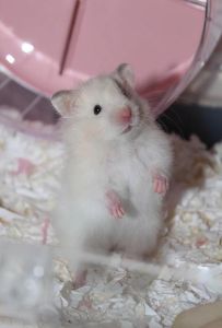 新手养仓鼠选对品种很重要！（什么仓鼠最可爱最好养）