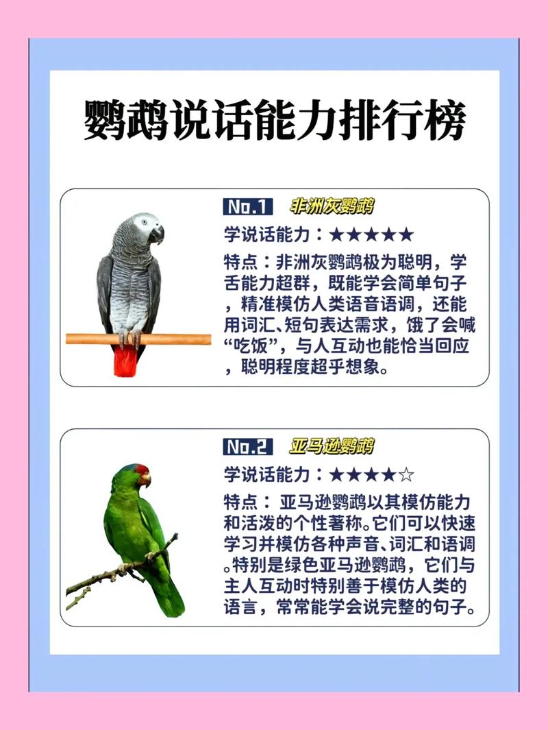 鹦鹉说话能力差异大，非洲灰最强！（家养鹦鹉什么会说话）