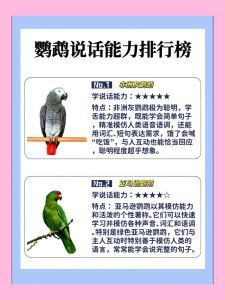 鹦鹉说话能力差异大，非洲灰最强！（家养鹦鹉什么会说话）