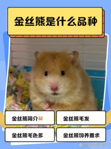 退休养仓鼠解闷，选温顺安静的！（仓鼠什么品种好养）