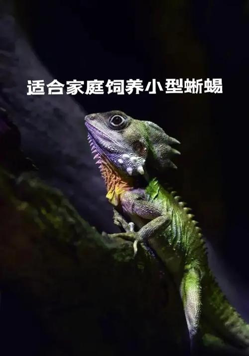 新手养蜥蜴，选豹纹守宫，备好箱和灯，科学喂食勤清理（如何饲养一只亲人的蜥蜴）