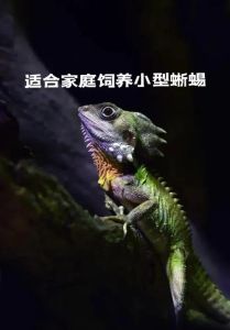 新手养蜥蜴，选豹纹守宫，备好箱和灯，科学喂食勤清理（如何饲养一只亲人的蜥蜴）