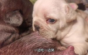 小奶狗哭叫怎么办？温柔安抚是关键！（小奶狗哭着叫老公的解决方法）