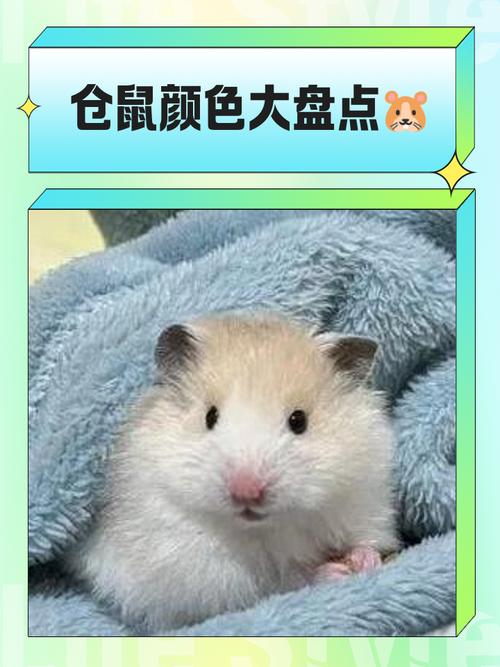 常见品种与饲养要点（仓鼠的品种图片）