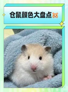 常见品种与饲养要点（仓鼠的品种图片）