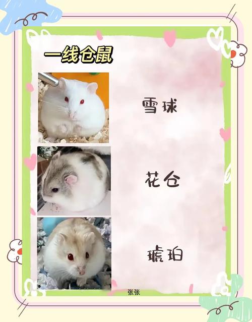 选对仓鼠笼，垫料勤换，喂食注意，健康观察（仓鼠怎么养）