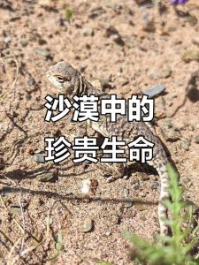 多样生存绝招（沙漠里面的蜥蜴的品种）