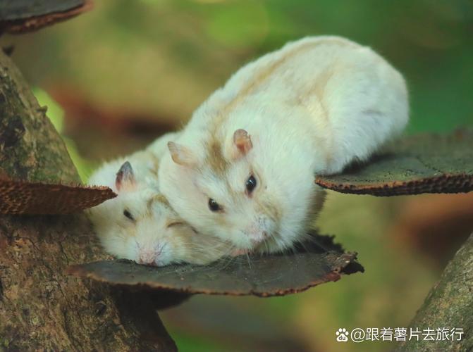 神秘宠物的饲养指南（猎奇黑泥小众仓鼠森森）
