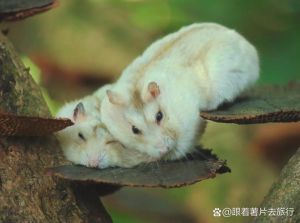 神秘宠物的饲养指南（猎奇黑泥小众仓鼠森森）