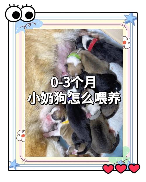 专用羊奶，逐步过渡，保暖卫生（半个月狗崽子怎么喂养）