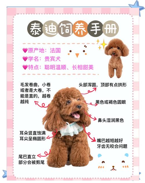 40天幼犬离乳期喂养全攻略（42天的小狗怎么喂养）
