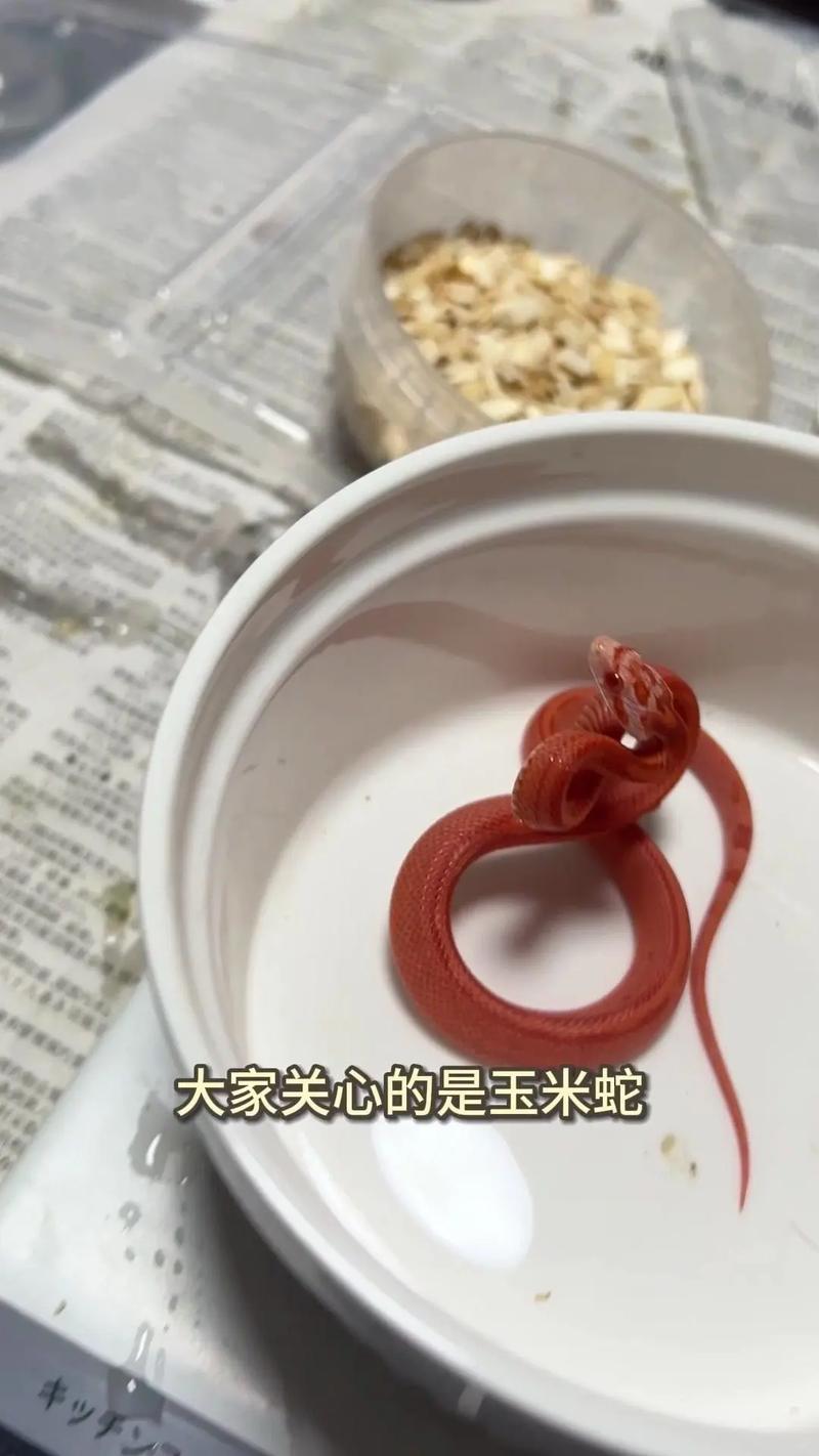 温顺奶蛇王蛇猪鼻蛇（十大适合新手养的蛇）