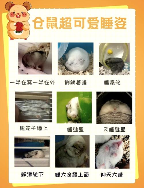 可爱仓鼠治愈心灵（为什么仓鼠可爱）