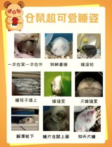 可爱仓鼠治愈心灵（为什么仓鼠可爱）