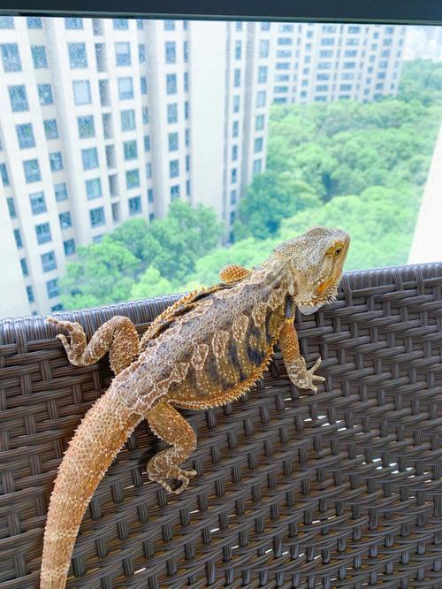 新手养蜥蜴，选豹纹守宫，科学饲养要注意！（蜥蜴饲养）