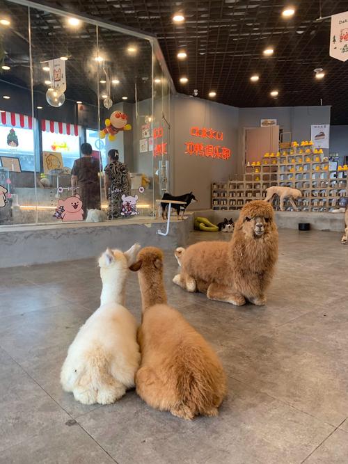 猫咪狗狗的温馨日常（萌宠生活馆背景图片）
