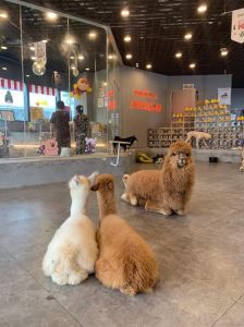 猫咪狗狗的温馨日常（萌宠生活馆背景图片）