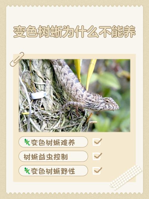 蜥蜴养殖风险多，养前做好功课！（蜥蜴为什么不建议养）