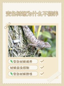 蜥蜴养殖风险多，养前做好功课！（蜥蜴为什么不建议养）