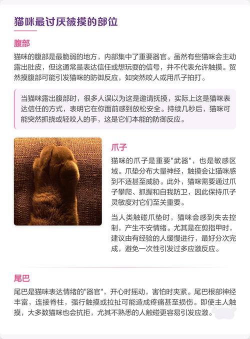 猫咪敏感部位多，别乱摸（猫最讨厌被摸哪里）