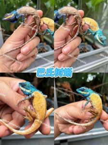 养树蜥蜴合法吗？注意法律限制！（树蜥蜴能当宠物养吗）