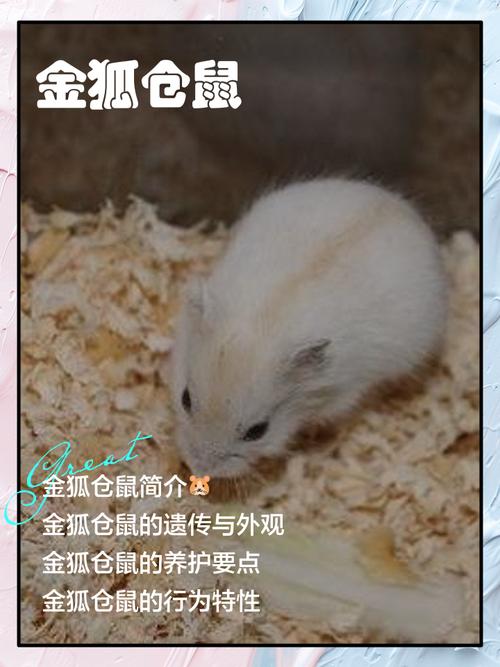 紫衣黑眼琥珀等珍贵色彩（十大最贵仓鼠颜色）