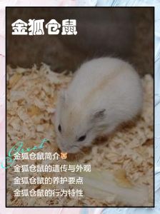 紫衣黑眼琥珀等珍贵色彩（十大最贵仓鼠颜色）
