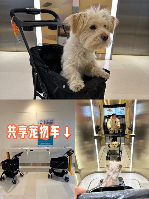 选对宠物推车，出行更舒心！（宠物车图片大全）